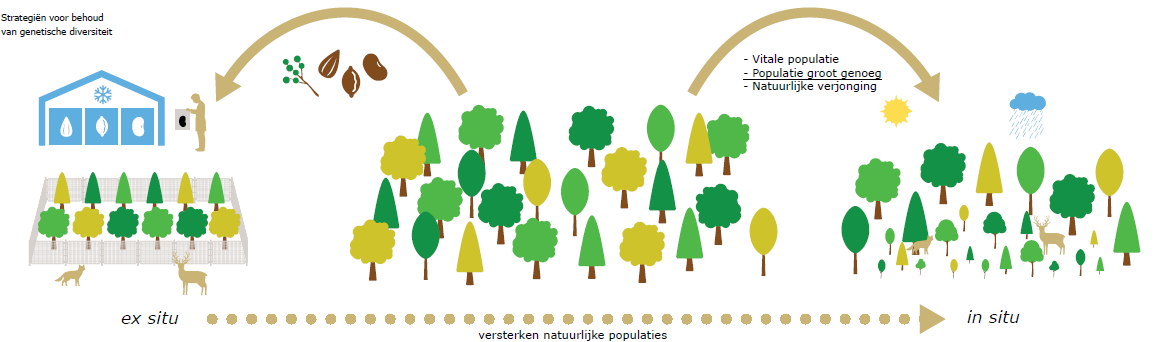 Infographic die uitlegt wat ex situ en in situ behoud inhoudt